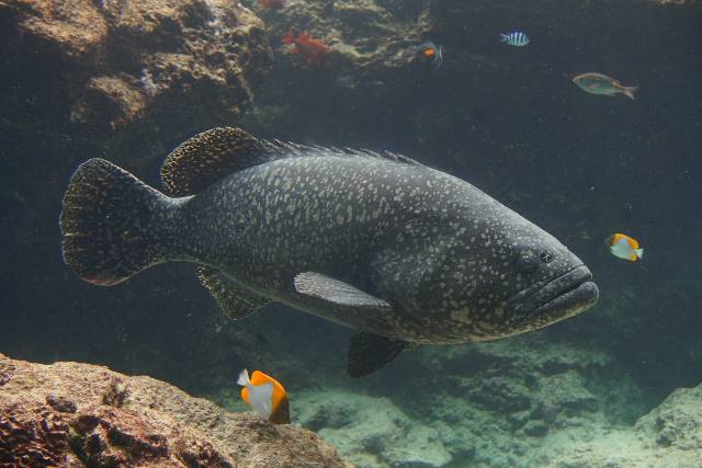 沖繩潛水鞍帶石斑魚