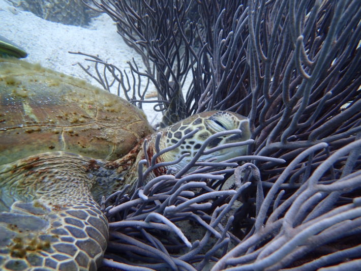 沖繩潛水玳瑁海龜