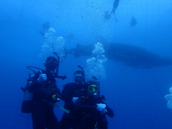 沖繩潛水FunDive鯨鯊