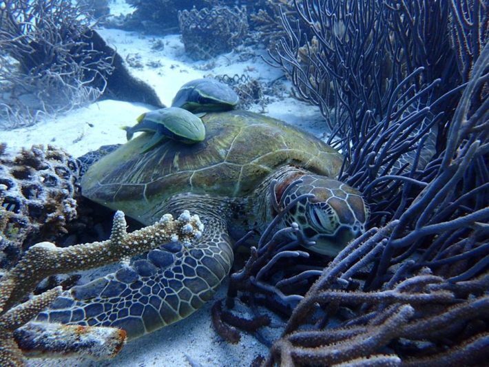 沖繩潛水海龜玳瑁