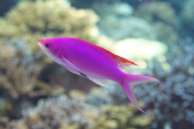 沖繩潛水~~魚類介紹~~紫紅擬花鮨