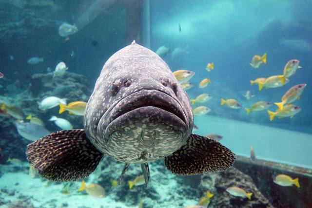 沖繩潛水鞍帶石斑魚