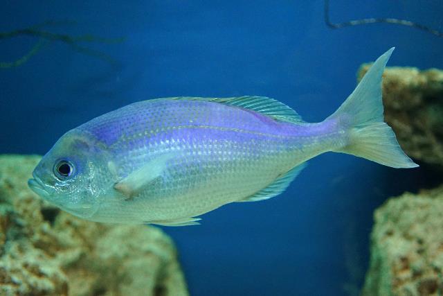 沖繩潛水~~魚類介紹~~藍色擬烏尾鮗