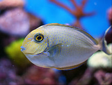 沖繩潛水高鼻魚幼魚