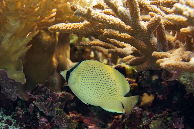 沖繩潛水胡麻斑蝴蝶魚