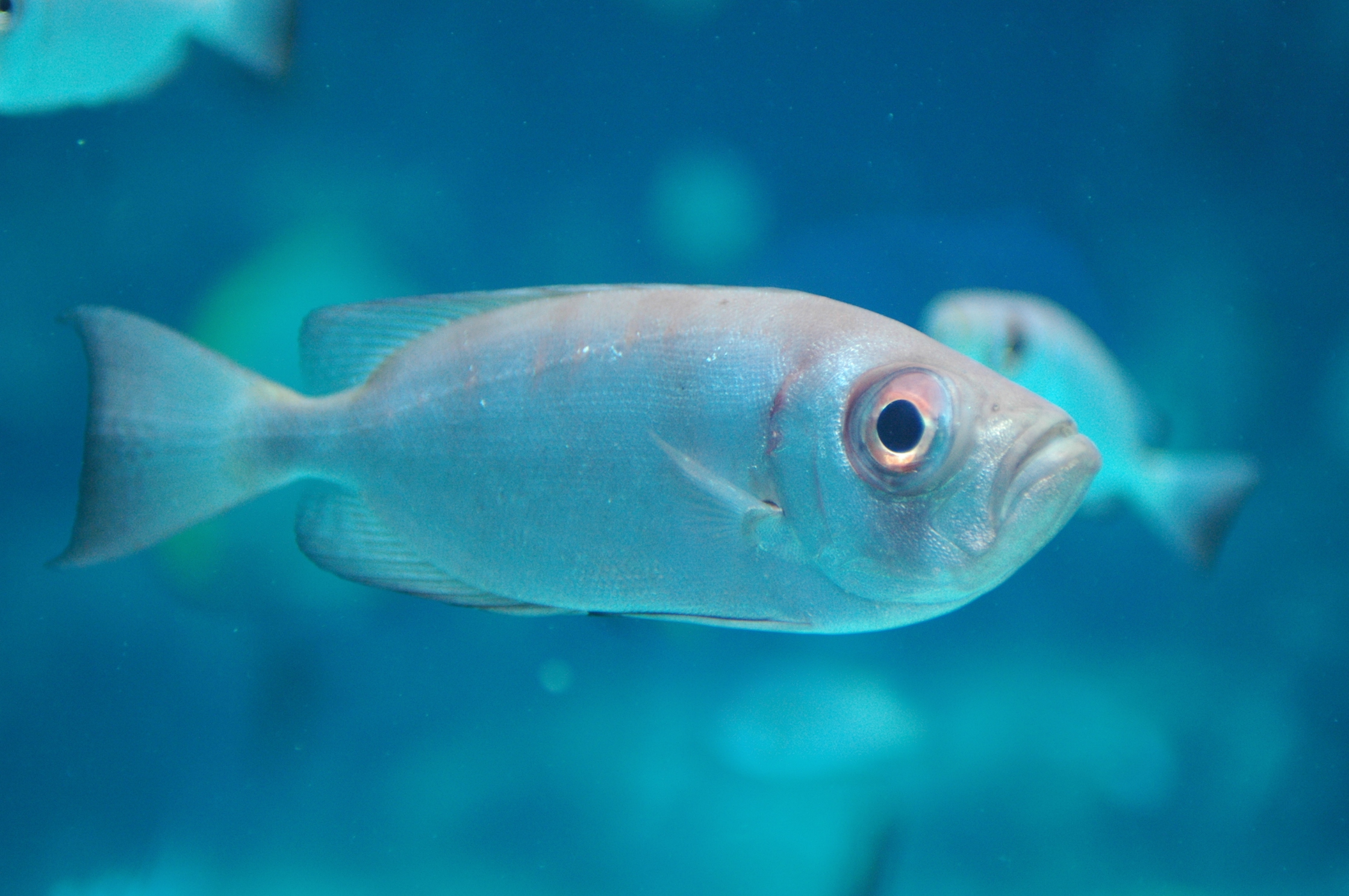 沖繩潛水寶石大眼鯛