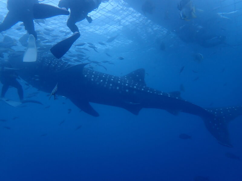 沖繩鯨鯊 體驗潛水 浮潛