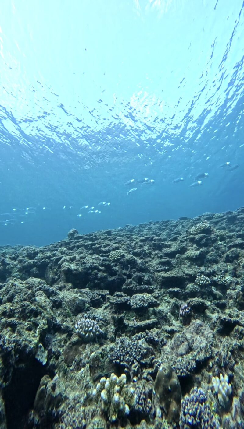 沖繩 潛水 浮潛｜持證潛水｜黑潮潛水