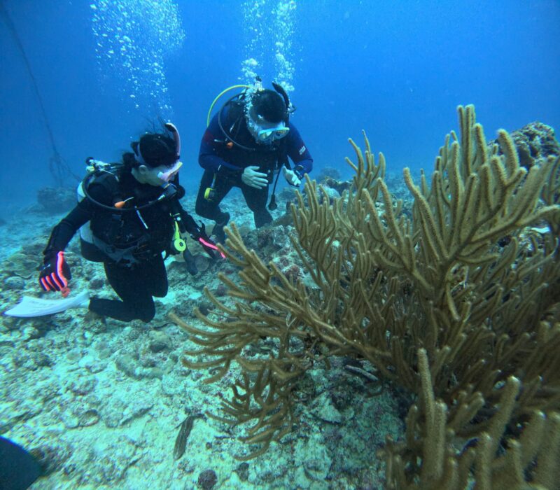 FUN DIVING 中文说明 PADI 青之洞窟 梦幻礁 探索之旅黑潮 潜水
