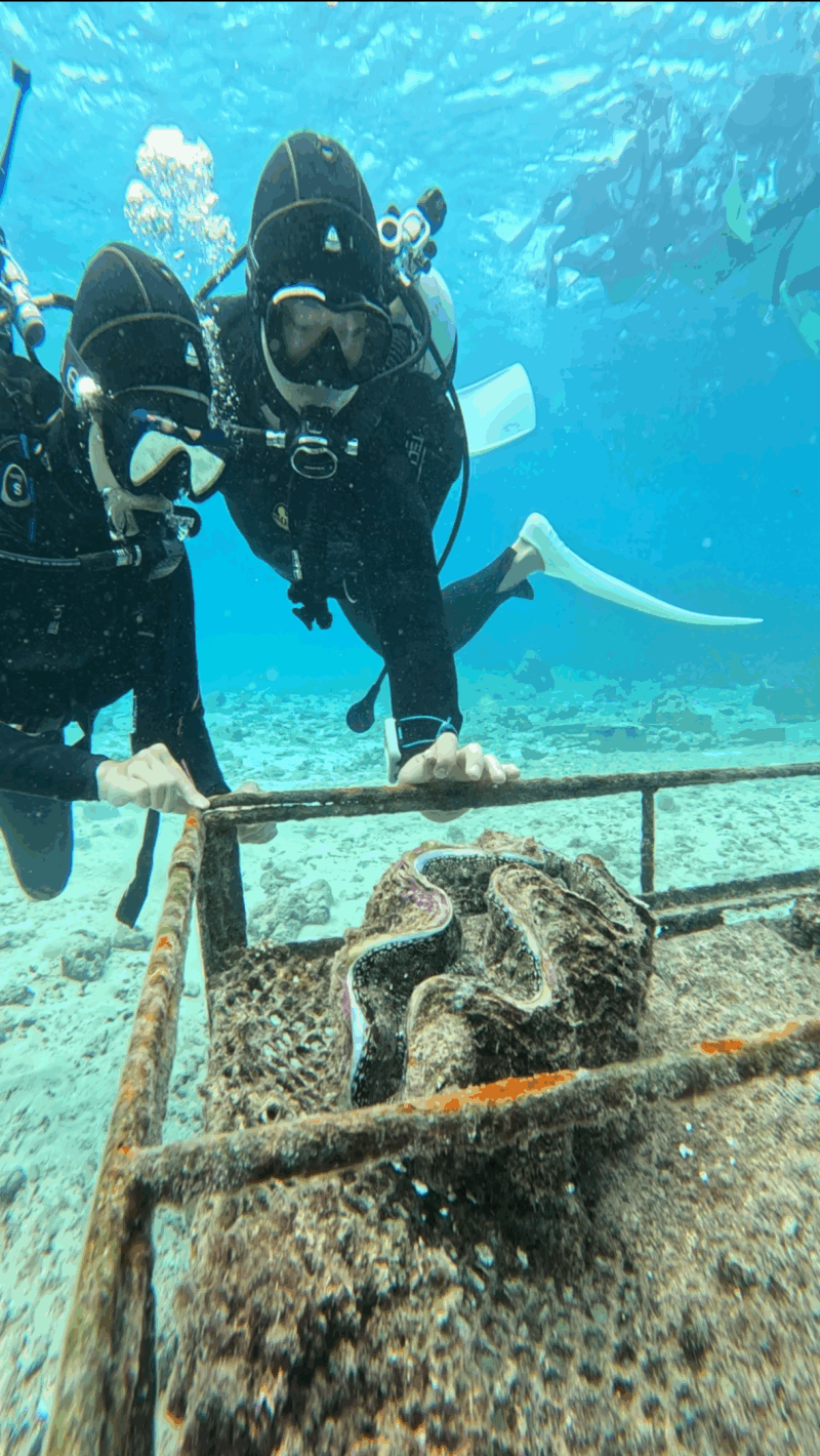 潜水 浮潜 中文说明 中文教练
