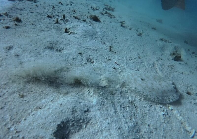 青洞 海底生物 沖繩海