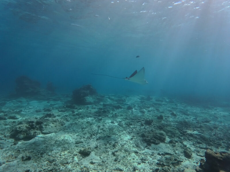 AOW课程 冲绳 PADI 中文教练