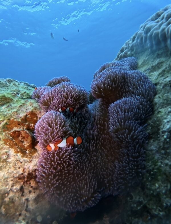 海底生物 尼莫 美麗海